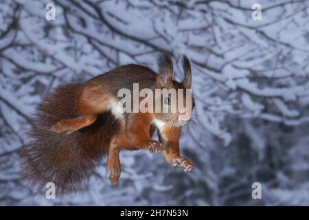 Eurasisches Rothörnchen (Sciurus vulgaris) springt zum nächsten Baum in einem winterlichen Wald, Nordrhein-Westfalen, Deutschland Stockfoto