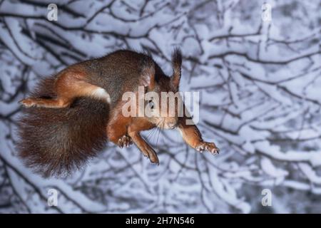 Eurasisches Rothörnchen (Sciurus vulgaris) springt zum nächsten Baum in einem winterlichen Wald, Nordrhein-Westfalen, Deutschland Stockfoto