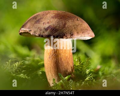 Kastanienboletus (Imleria badia) in einem Moosteppich auf dem Waldboden, Nordrhein-Westfalen, Deutschland Stockfoto