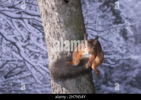 Eurasisches Rothörnchen (Sciurus vulgaris) springt zum nächsten Baum in einem winterlichen Wald, Nordrhein-Westfalen, Deutschland Stockfoto