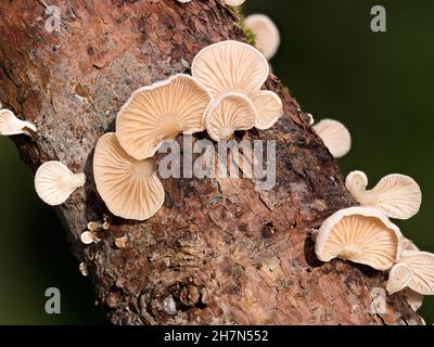 Gemeiner Stumpffuss (Crepidous variabilis), der auf dem Totholz eines Fichtenzweiges wächst, Nordrhein-Westfalen, Deutschland Stockfoto