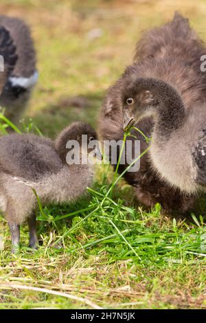 Rotbrustgans (Branta ruficollis). Unreifer, junger Vogel oder Gänse. Gezüchtet Gefangenschaft Fütterung grün blühende Pflanze Goosegrass (Galium aparine). Stockfoto