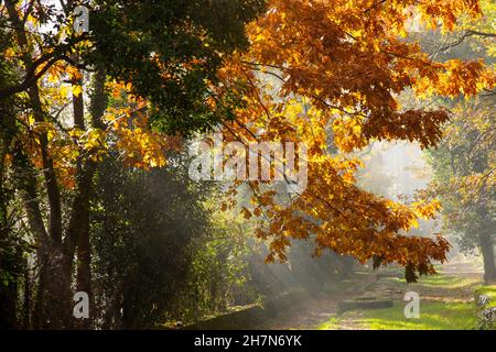 Herbstpark bei Regen und Sonne scheint bei Regen das Sonnenlicht durch das gelbe Laub der Ahornbäume Stockfoto