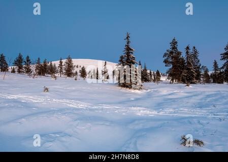 Baumgrenze, Pallastunturi, Muonio, Lappland, Finnland Stockfoto