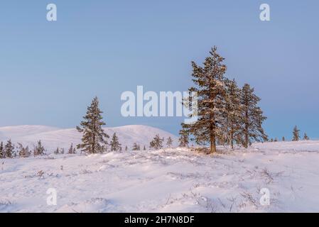 Baumgrenze, Pallastunturi, Muonio, Lappland, Finnland Stockfoto