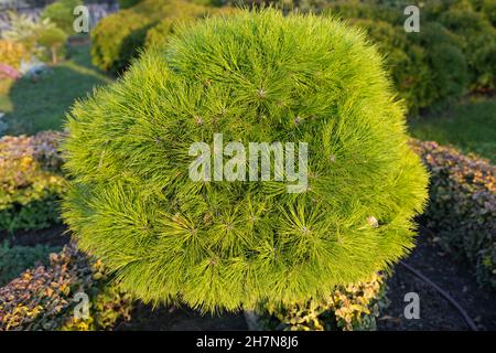 Dekorativer Nadelbaum mit kugelförmiger Krone Stockfoto