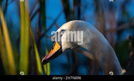 Der Kopf eines Mute Swans mit seinem markanten orangefarbenen Schnabel und dem schwarzen Knopf. Stockfoto