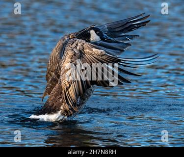 Eine Kanadagans steigt aus dem Wasser, Flügel flattern nach vorne Stockfoto