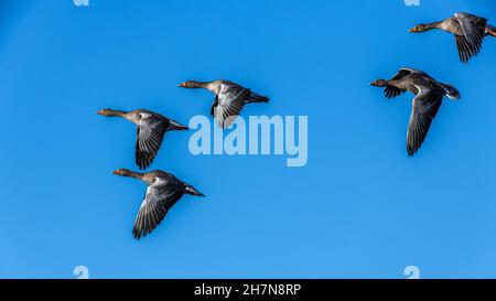 Graugänse fliegen in Formation über einen klaren blauen Himmel Stockfoto