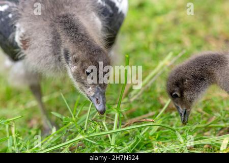 Rotbrustgans (Branta ruficollis). Unreifer, junger Vogel oder Gänse. Gezüchtet Gefangenschaft Fütterung grün blühende Pflanze Goosegrass (Galium aparine). Stockfoto