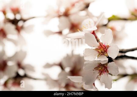 Ein Zweig mit Mandelblüten auf einer reflektierenden Oberfläche und einem weißen Hintergrund Stockfoto