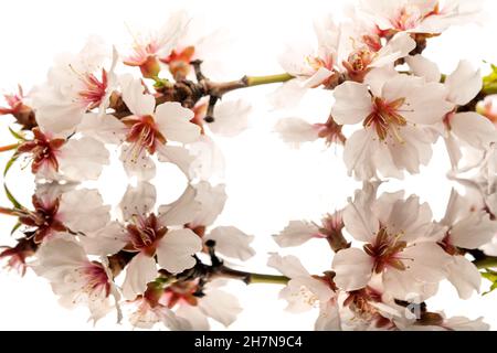 Ein Zweig mit Mandelblüten auf einer reflektierenden Oberfläche und einem weißen Hintergrund Stockfoto