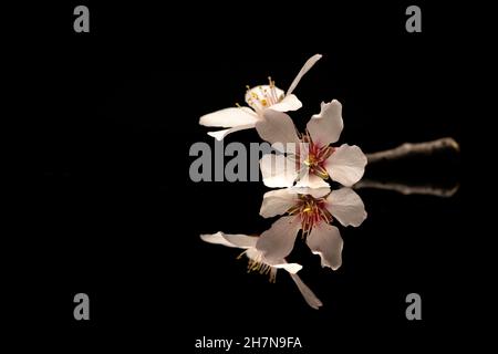 Ein Zweig mit Mandelblüten auf einer reflektierenden Oberfläche und einem schwarzen Hintergrund Stockfoto