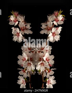 Ein Zweig mit Mandelblüten auf einer reflektierenden Oberfläche und einem schwarzen Hintergrund Stockfoto