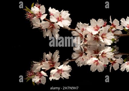 Ein Zweig mit Mandelblüten auf einer reflektierenden Oberfläche und einem schwarzen Hintergrund Stockfoto