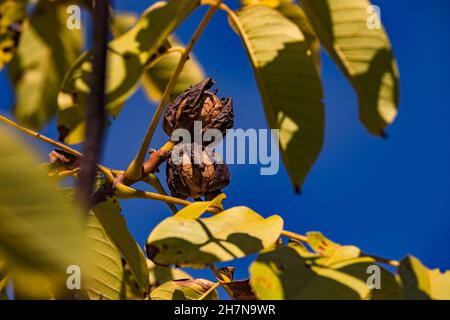 Walnüsse und Blätter auf dem Baum mit offener Schale gegen blauen Himmel im Herbst Stockfoto