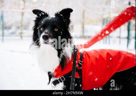 Junger Border Collie Hund im Schnee mit einer roten Regenjacke. Winterkonzept Stockfoto