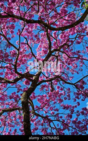 Rosafarbener ipe oder rosafarbener Trompetenbaum, (Handroanthus impetiginosus) Stockfoto