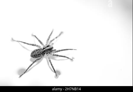 Nahaufnahme einer Spinne, isoliert auf weißem Hintergrund Stockfoto