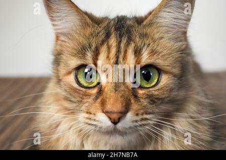 Hauskatze vorne Porträt Nahaufnahme, nur Kopf Stockfoto