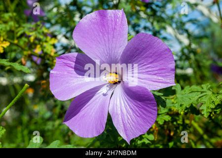 Alyogyne huegelii eine purpurne Blumenpflanze, die auf dem Küstenstreifen von West-Australien gefunden wurde und allgemein als Lilac Hibiscus bekannt ist, Stockfoto Stockfoto