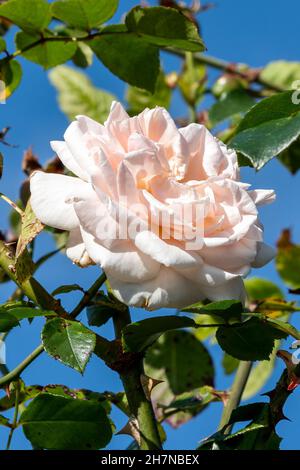 Rose (rosa) Penny Lane 'Hardwell' eine Sommer blühende Kletterpflanze mit einer rosa Doppelblume für den Sommer, Stock-Foto-Bild Stockfoto