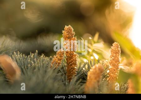 Wunderschöne grüne Tannenzapfen und Äste aus der Nähe mit sonnenhinterleuchtetem Hintergrund. Weihnachts- und Winterkonzept Stockfoto