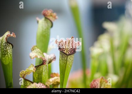 Sarracenia blüht in einem Garten. Stockfoto