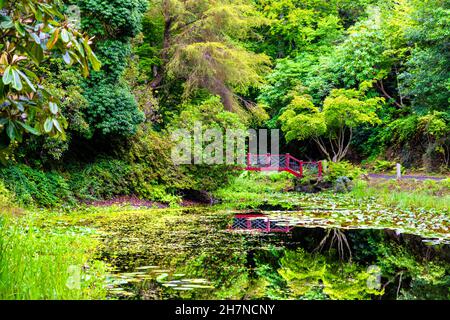 Rote Brücke über den chinesischen See bei Portmeirion Gardens, Morfa Harlech, Snowdonia, Wales, Großbritannien Stockfoto