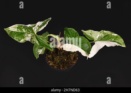 Exotische 'Syngonium Podophyllum Variegata'-Zimmerpflanze mit weißen Flecken im Blumentopf auf schwarzem Hintergrund Stockfoto