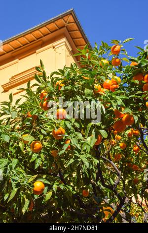 Mandarine Baum in Monte Carlo, Monaco. Stockfoto