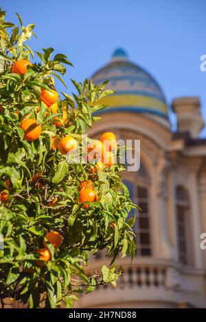 Mandarine Baum in Monte Carlo, Monaco. Stockfoto