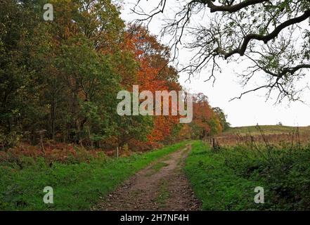 Ein Wanderweg zwischen Ackerland und Wald im Herbst in der Landschaft von Norfolk in Blickling, Norfolk, England, Großbritannien. Stockfoto