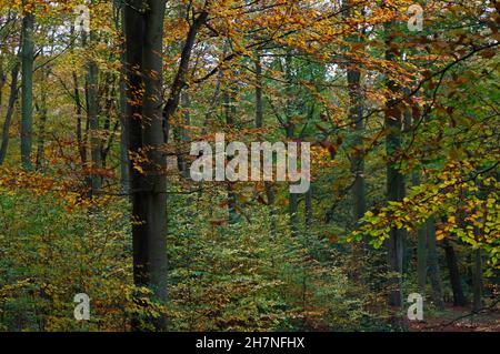 Ein Blick auf Wald mit überwiegend Buchenbäumen, Fagus sylvatica, in der Landschaft von Norfolk in Blickling, Norfolk, England, Vereinigtes Königreich. Stockfoto