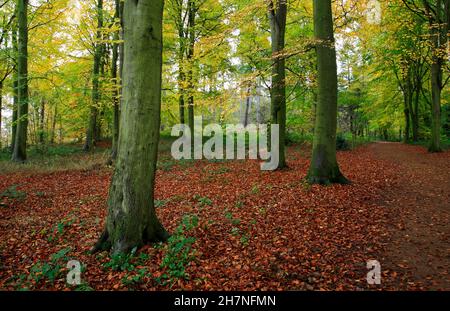 Ein Blick durch überwiegend Buchenwälder an einem bewölkten Herbsttag mit Herbstfarben in Blickling, Norfolk, England, Großbritannien. Stockfoto