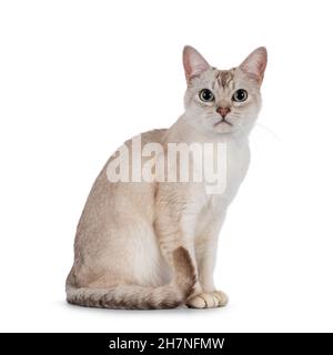 Junge Erwachsene Burmilla Katze, sitzt seitlich Wege. Blick direkt auf die Kamera. Isoliert auf weißem Hintergrund. Stockfoto