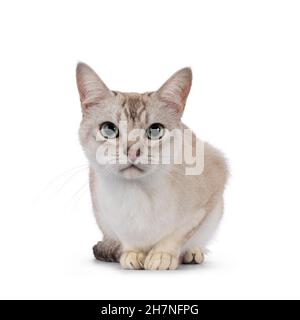 Junge Erwachsene Burmilla Katze, die sich nach vorne legt. Blick direkt auf die Kamera. Isoliert auf weißem Hintergrund. Stockfoto