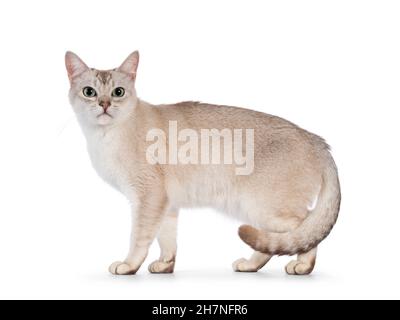Junge Erwachsene Burmilla Katze, stehend Seitenwege. Blick direkt auf die Kamera. Isoliert auf weißem Hintergrund. Stockfoto