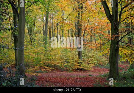 Ein Blick durch überwiegend Buchenwälder an einem bewölkten Herbsttag mit Herbstfarben in Blickling, Norfolk, England, Großbritannien. Stockfoto