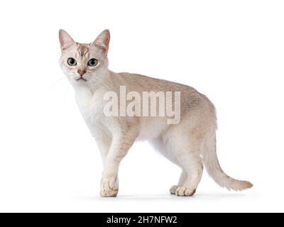 Junge Erwachsene Burmilla Katze, zu Fuß Seitenwege. Blick neben die Kamera. Isoliert auf weißem Hintergrund. Stockfoto