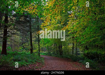 Ein Fußweg durch überwiegend Buchenwälder an einem bewölkten Herbsttag mit Herbstfarben in Blickling, Norfolk, England, Großbritannien. Stockfoto