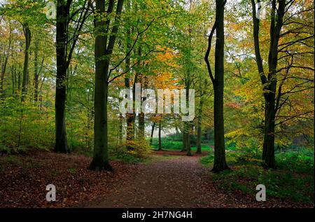 Ein Fußweg durch überwiegend Buchenwälder an einem bewölkten Herbsttag mit Herbstfarben in Blickling, Norfolk, England, Großbritannien. Stockfoto