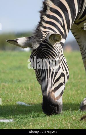 Grasende Zebras Stockfoto