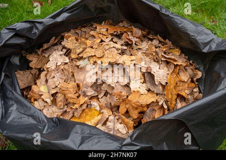 Schwarzer Sack gefüllt mit herbstlichen Herbstblättern in einem Garten, November, Großbritannien. Stockfoto