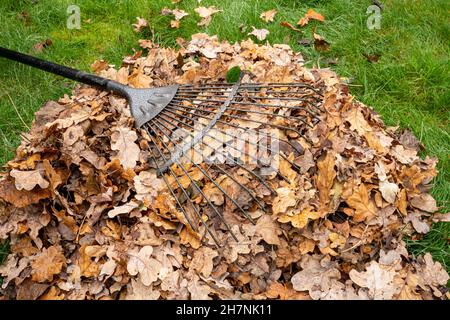 Im November Laub im Garten. Backyard Arbeit im Herbst. Stockfoto