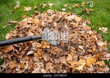 Im November Laub im Garten. Backyard Arbeit im Herbst. Stockfoto