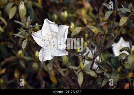 Isolierte blühende weiße Azaleen, sind die blühenden Sträucher der Gattung Rhododendron Stockfoto