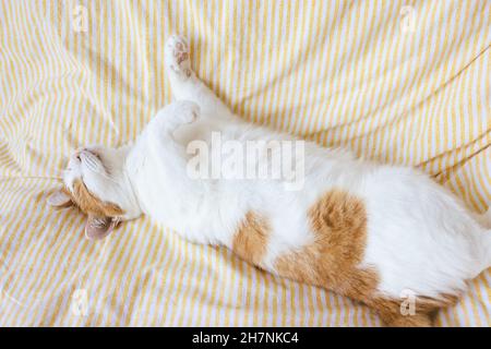 Nette junge inländische zweifarbige orange und weiße Katze schläft entspannt und glücklich auf weicher Decke auf dem Bett. Glücklich entspannt oder faul schlafen Katzen Konzept. Nahaufnahme, selektiver Fokus, Kopierbereich Stockfoto