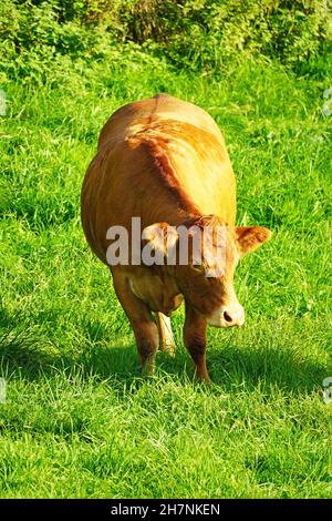 Rinder mit braunem Fell auf einer grünen Wiese. Fleischrasse. Stockfoto