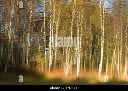 Abstract Silberbirkenreflexe von Silberbirkenbäumen, Betula pendula, Baumstämme, die sich auf dem Wasser im Teich spiegeln, Herbstfarben, Sussex, Großbritannien Stockfoto